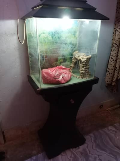 fish aquarium