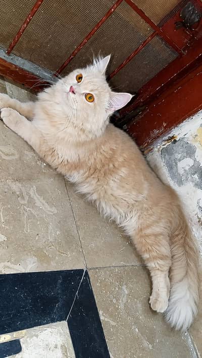 Persian cat