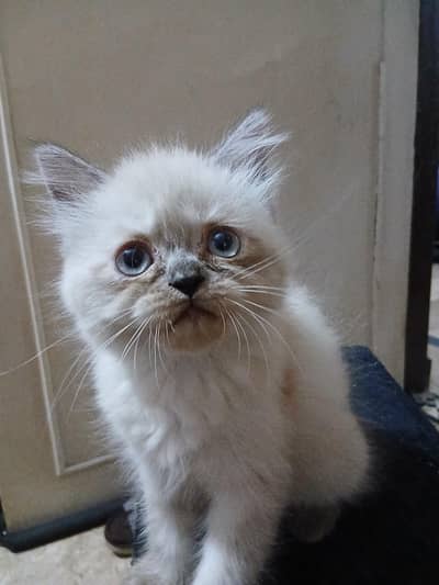 white persian triple coat kittens