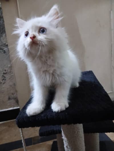 white persian triple coat kittens