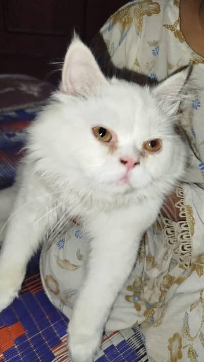 Triple coated Persian Male cat