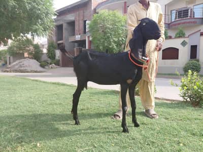 Amrastri bakri sath male bacha 3 months kaa bakri phr confirm gaban h