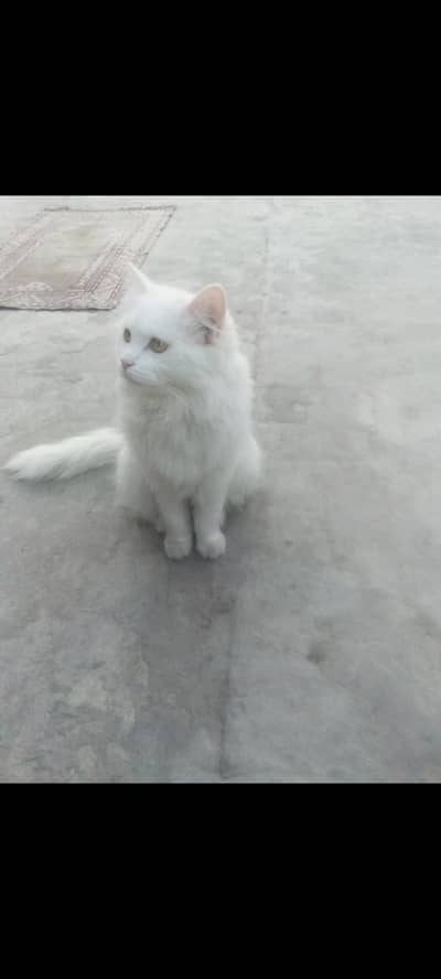 Persian Cat for Sale