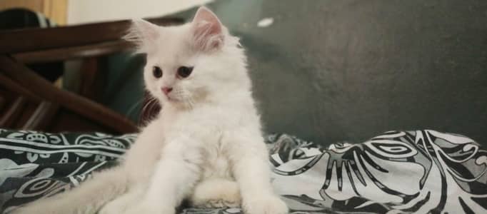 Active & Healthy Cute Kittens for sale