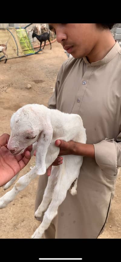 we have a more than 25 healthy goats for sale