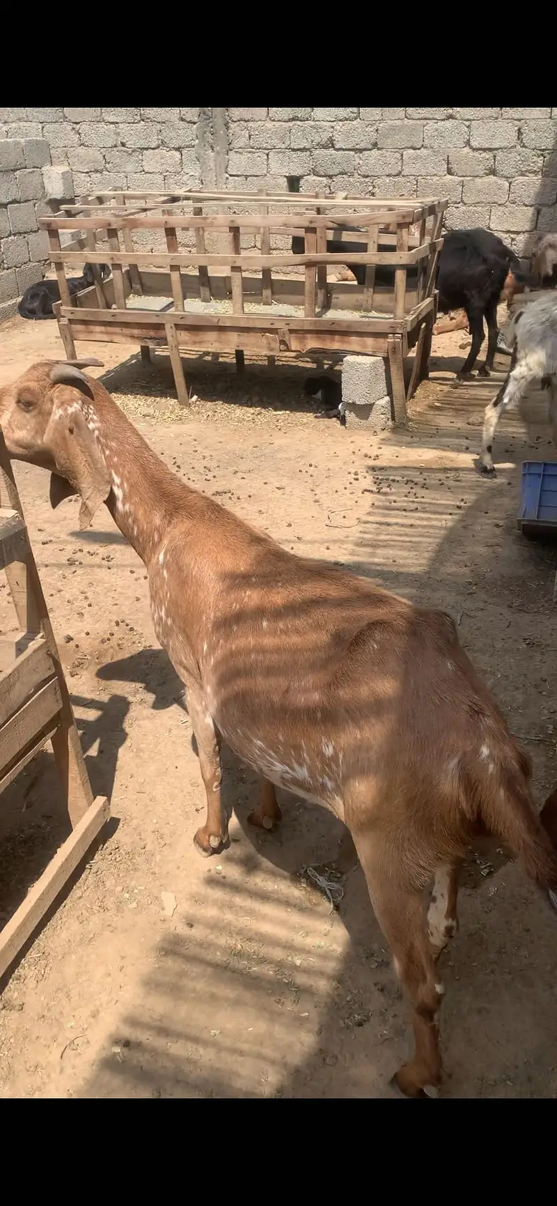 we have a more than 25 healthy goats for sale — photo 3