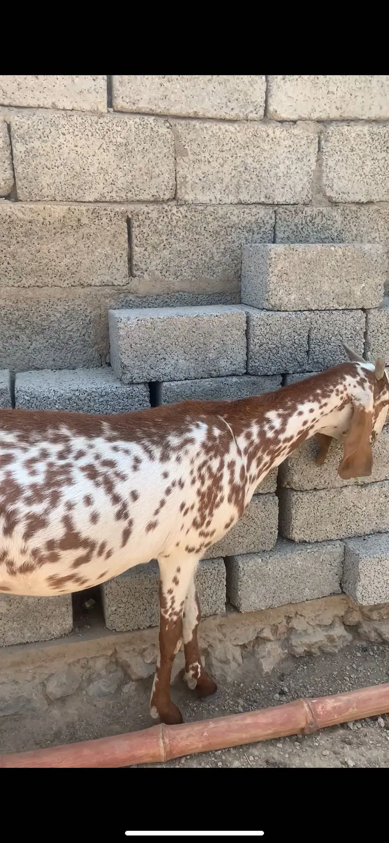 we have a more than 25 healthy goats for sale — photo 4