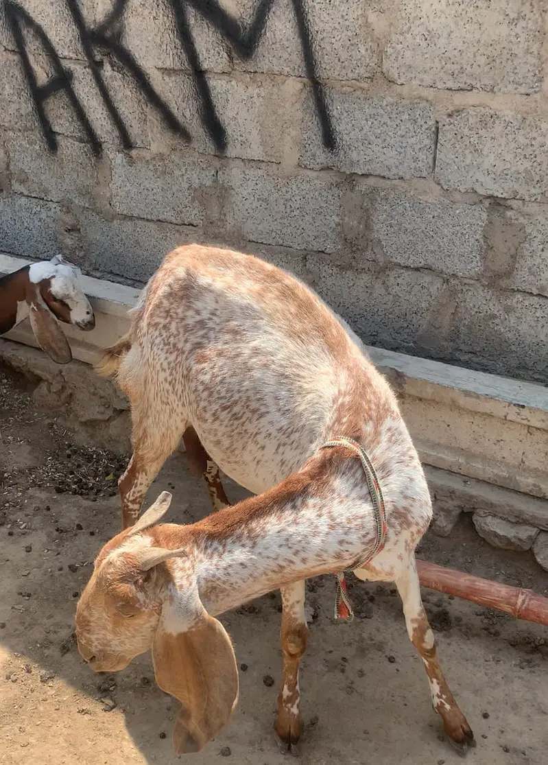 we have a more than 25 healthy goats for sale — photo 10