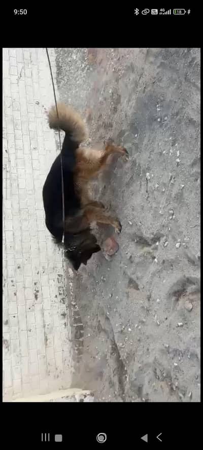 German Shephard tripple coat