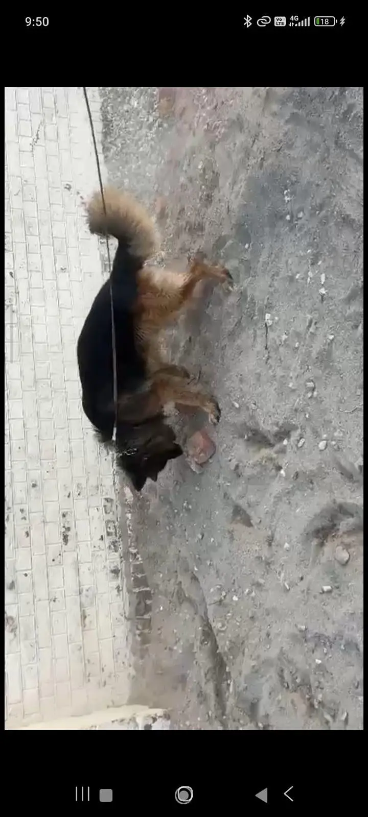 German Shephard tripple coat