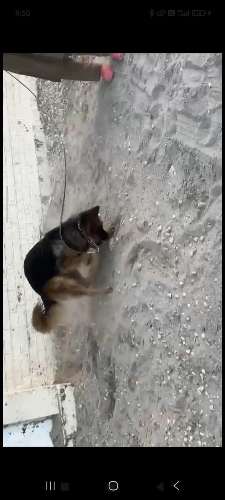 German Shephard tripple coat — photo 2