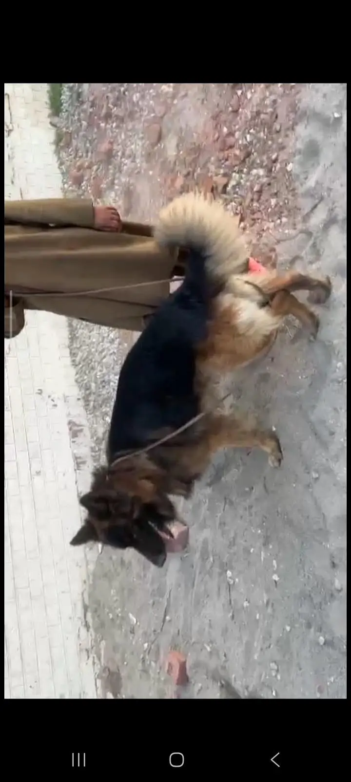 German Shephard tripple coat — photo 3