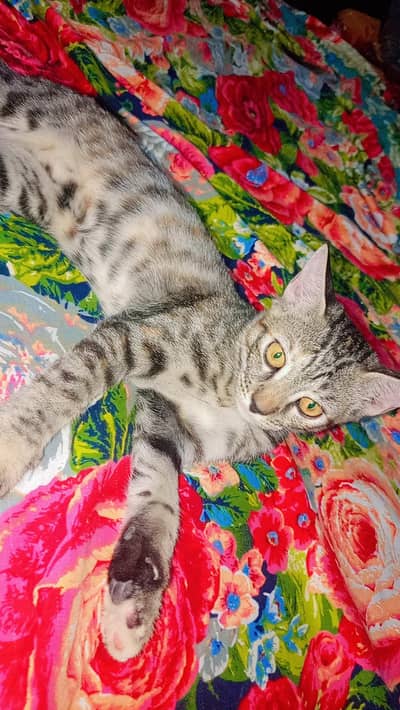 kitten for sale persian