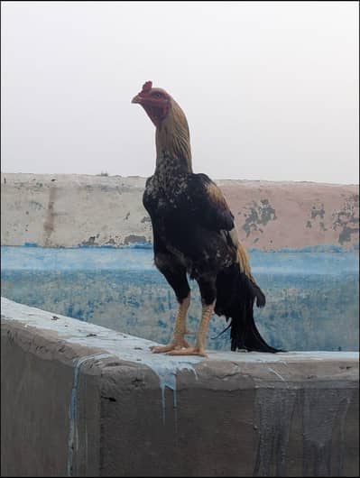 Aseel shamo for sale | video available