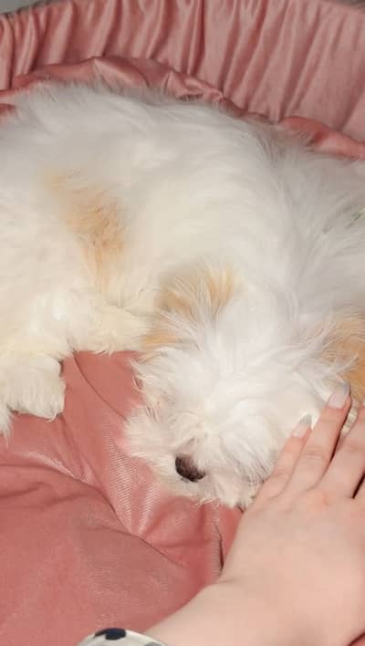 sitzu puppy