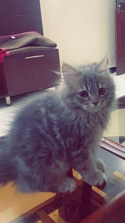 siberian kitten