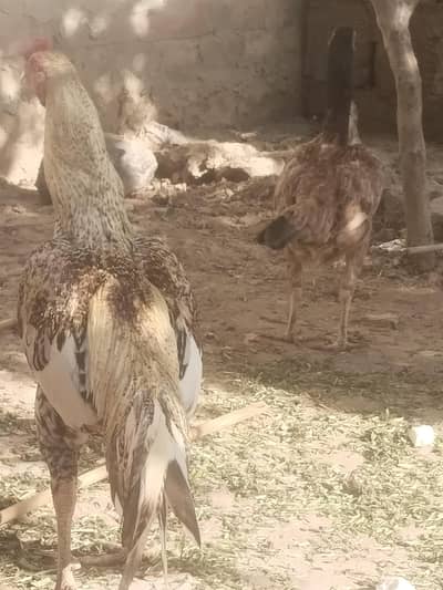 Aseel male for sale