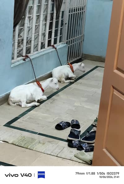 Teddy goat for sale (vaccinated)