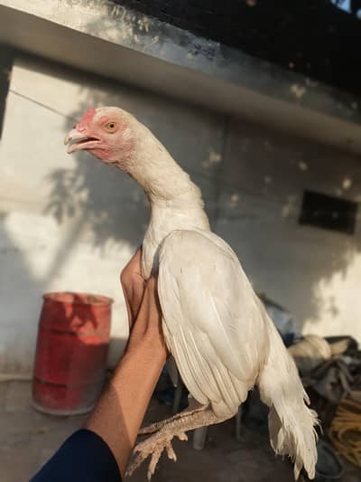 heera aseel female