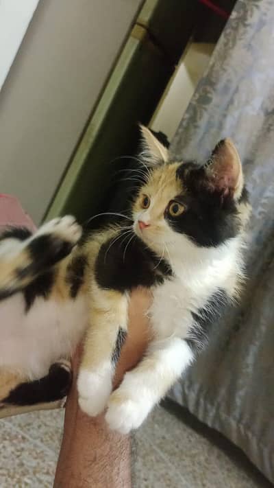 Persian Kitten