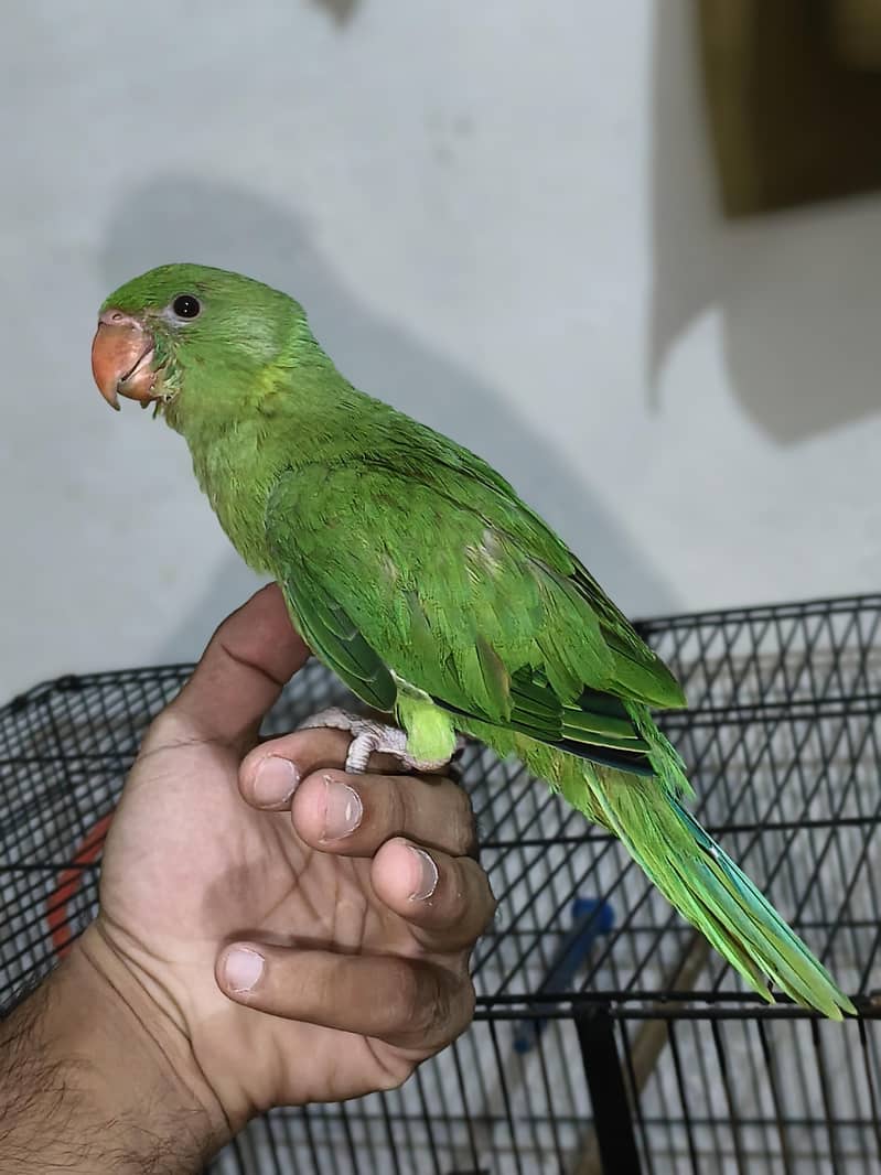 ringneck 0