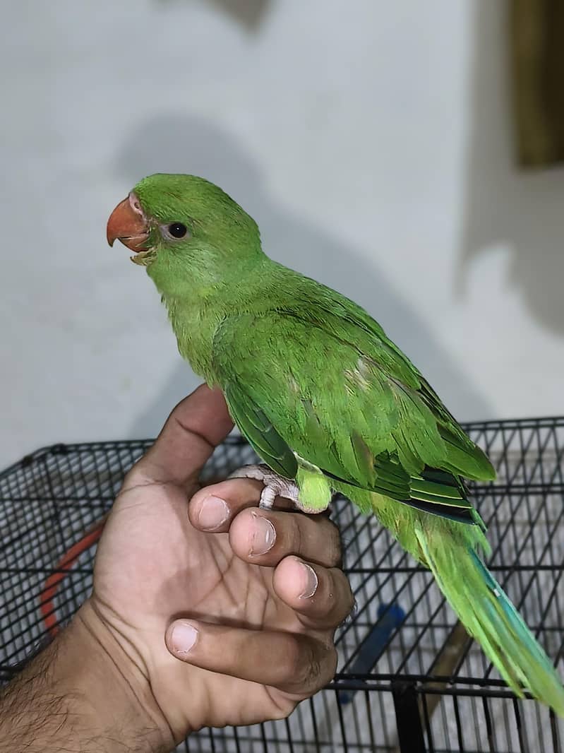ringneck 1