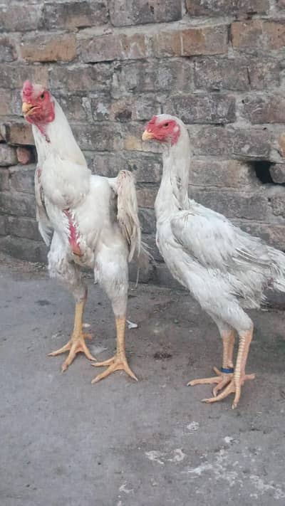White Heera