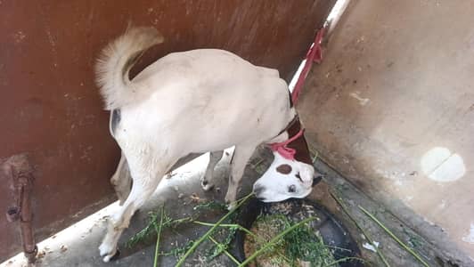 2 . male for sell