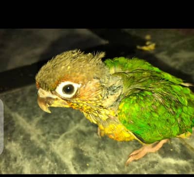 Blue split conure