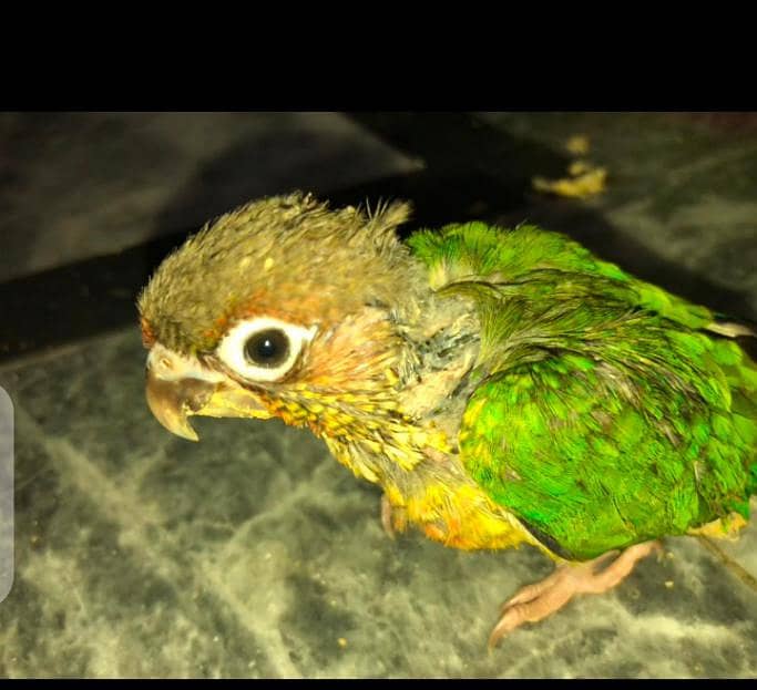 Blue split conure 0