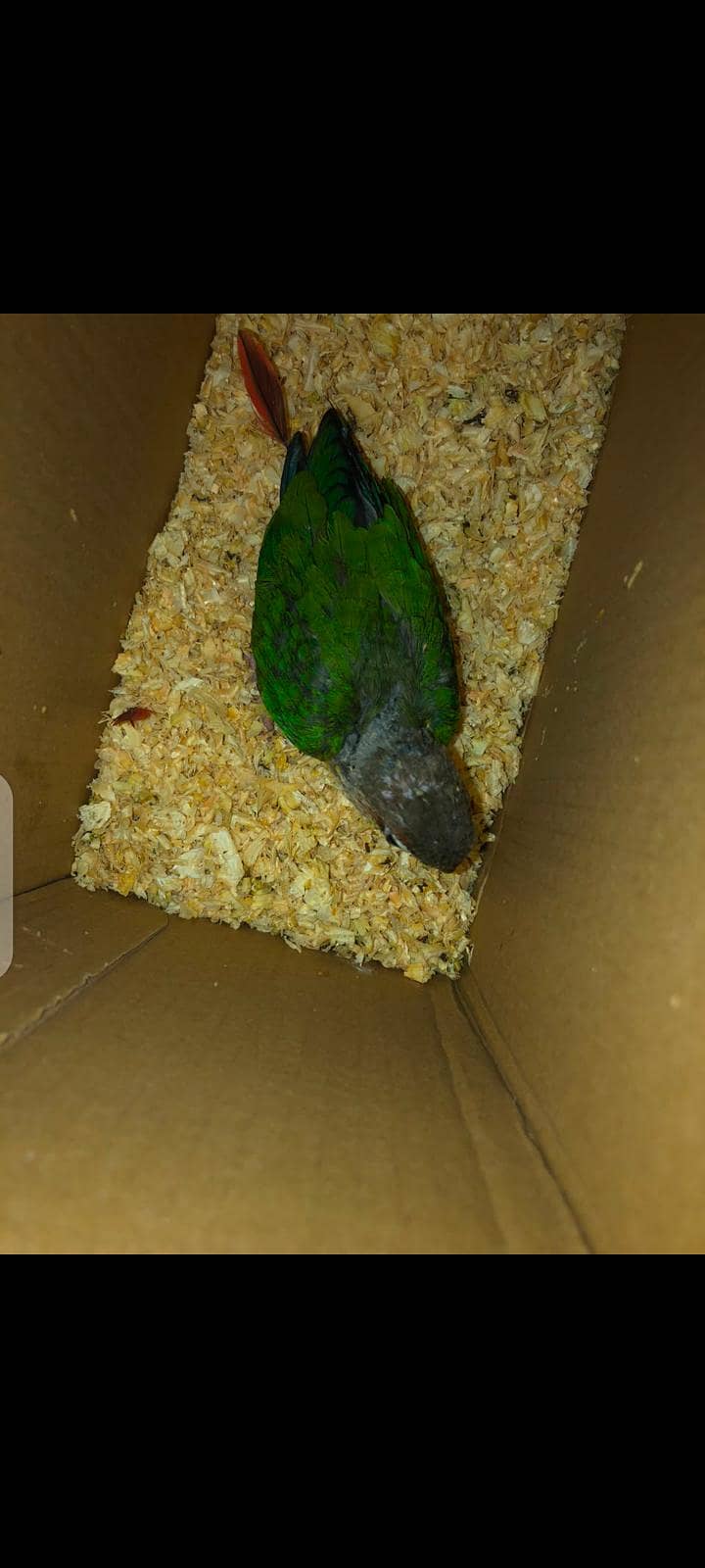 Blue split conure 1