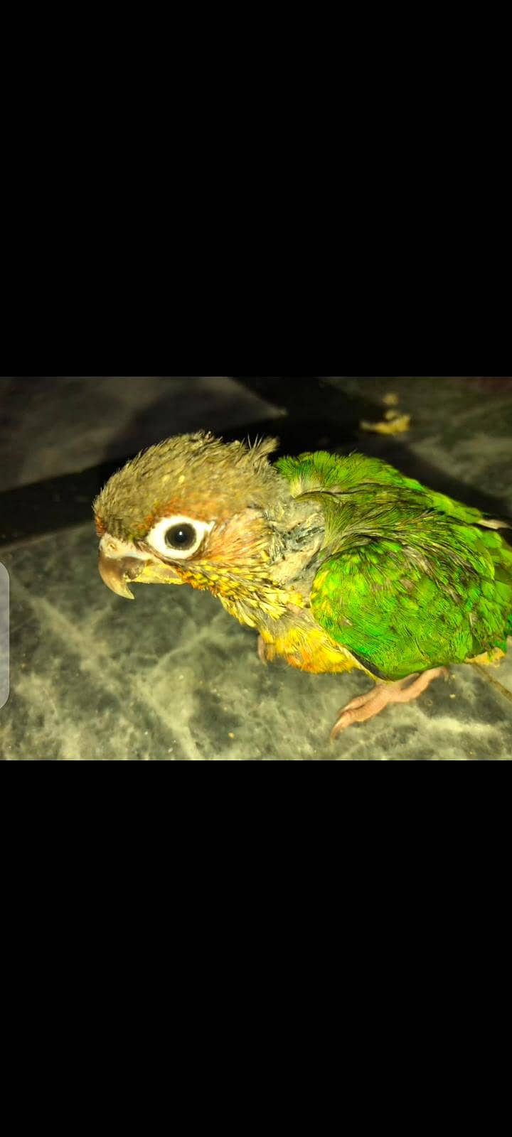 Blue split conure 2