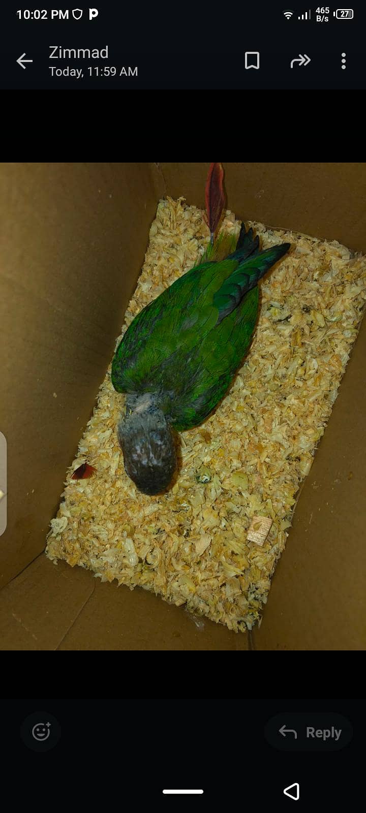 Blue split conure 3