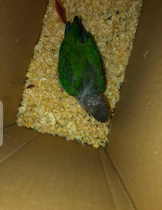 Blue split conure 4