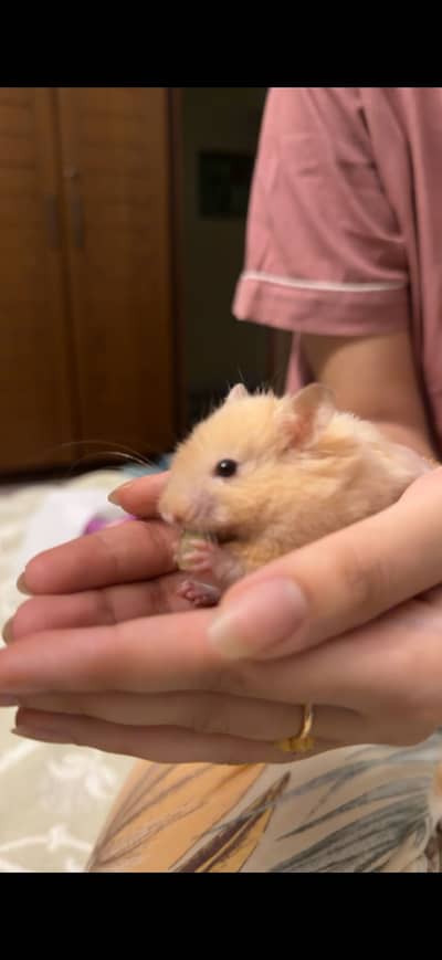 Hamster for sale