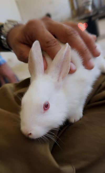 red eyes rabbits