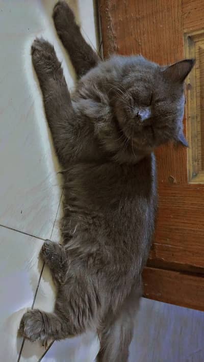 Long coat male cat