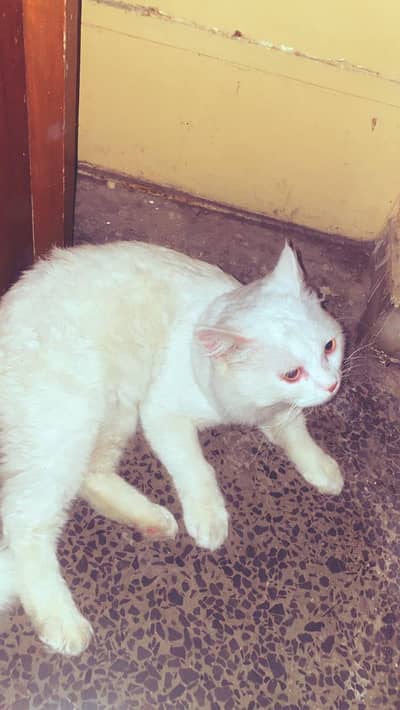 Persian cat