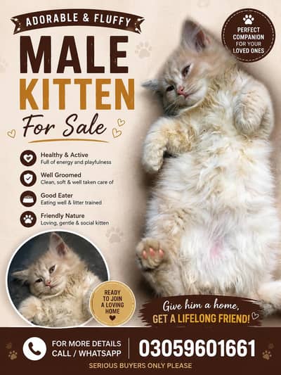 Persian male kitten for sale 03059601661