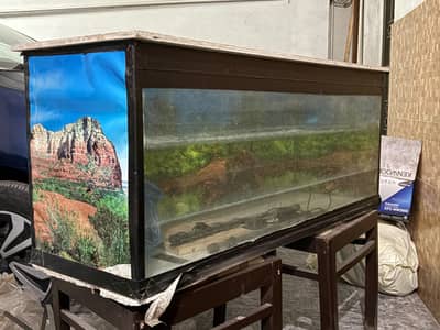 fish aquarium