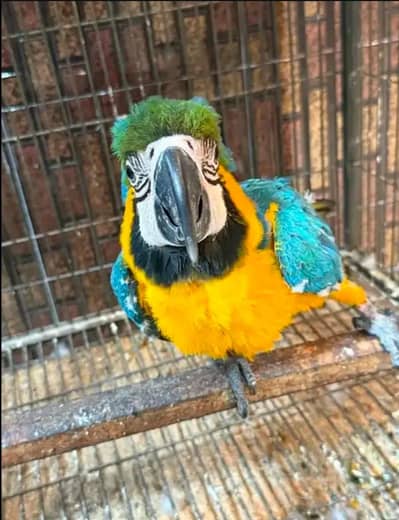 blue macaw parrot for sale 03707908904