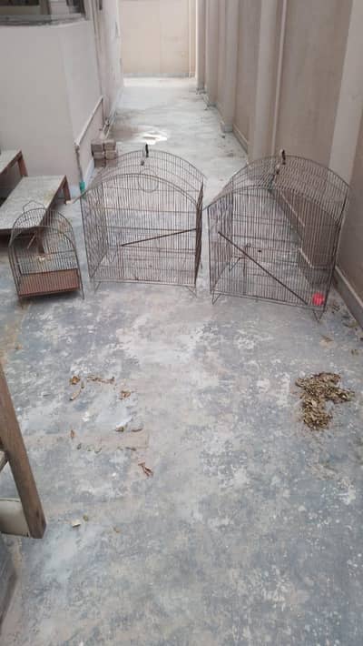 Bird Cages