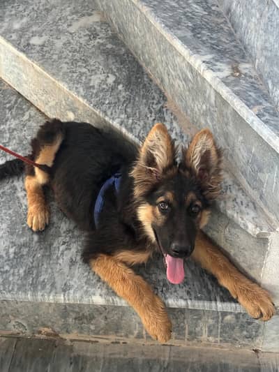 Pure German Shepherd