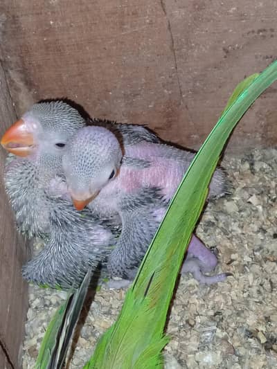 green chicks