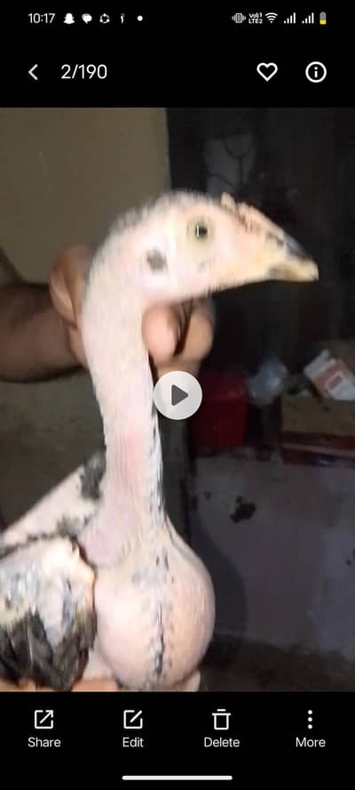 aseel japanese shamoo chiks for sale