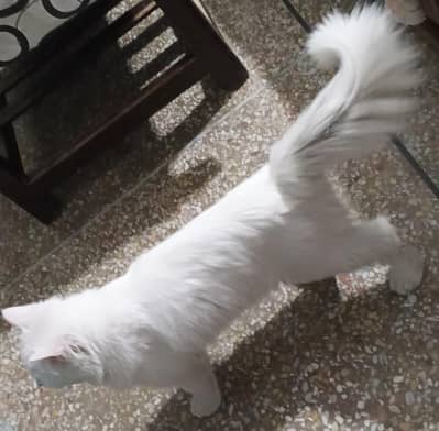 Persian Male