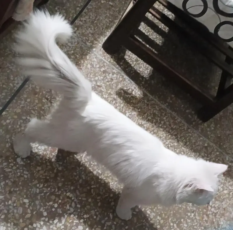 Persian Male — photo 2