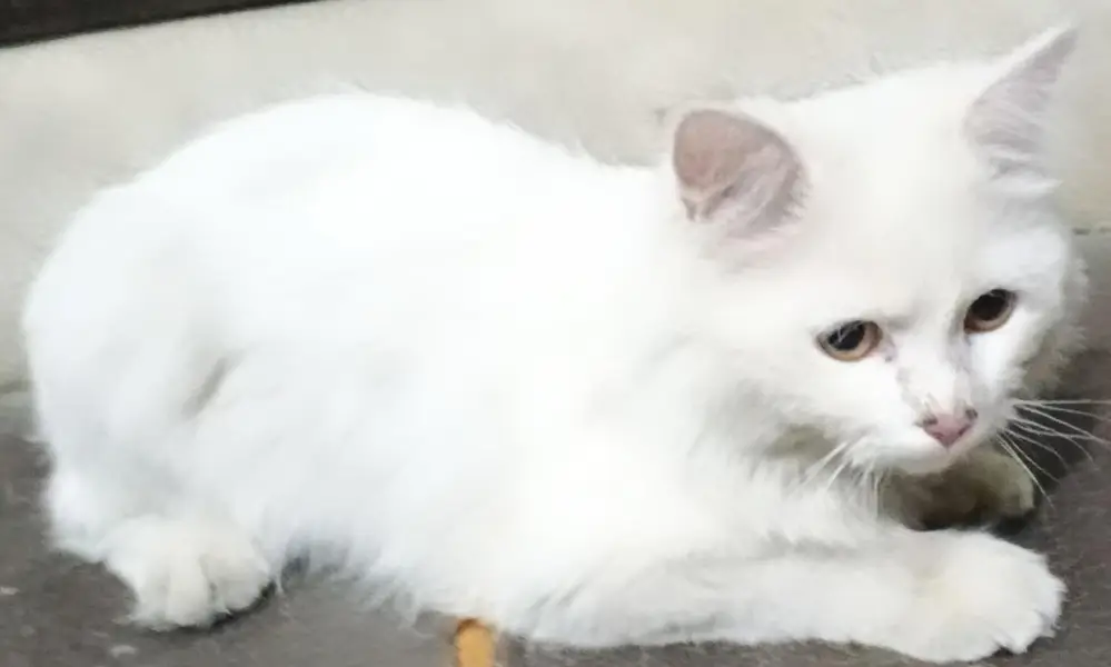 Persian Male — photo 3