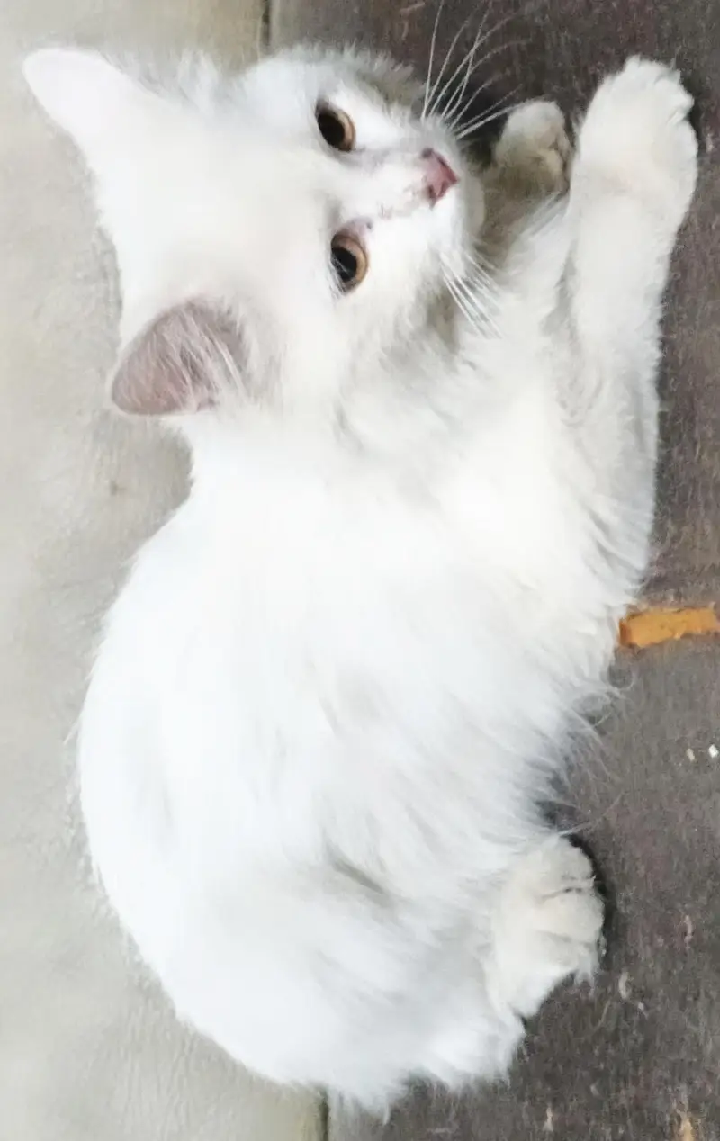 Persian Male — photo 4