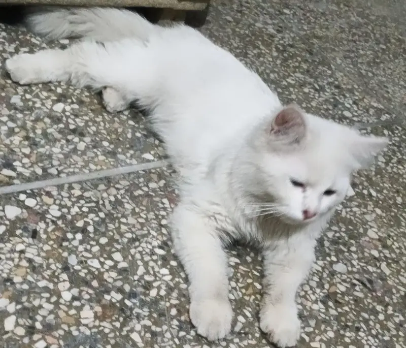 Persian Male — photo 5